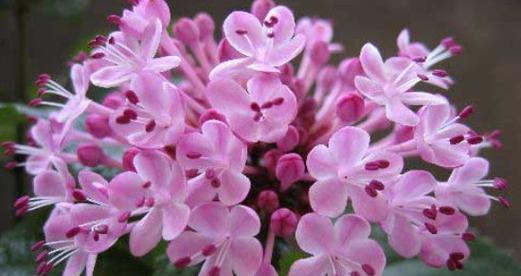 回忆如花（勿忘我花语）