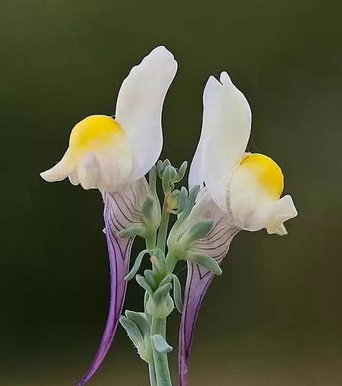 以菊花的花语为主题的文章（活在当下）