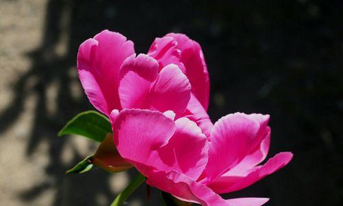 以菊花的花语为主题的文章（活在当下）