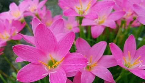 坚韧不拔的力量——以铁杉花的花语为主题（铁杉花）