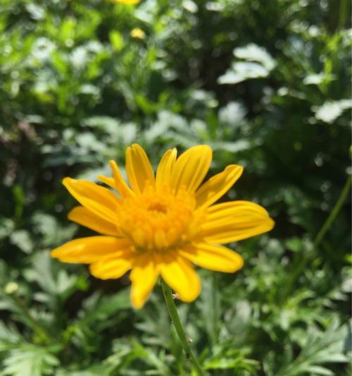可爱花语（揭秘小黄花的可爱花语）