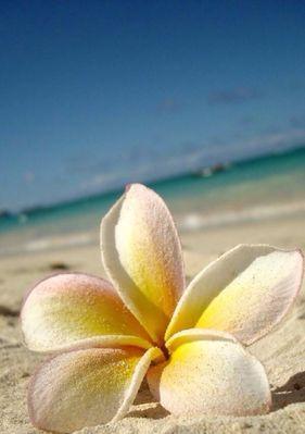 梦境之花——以迷迭香花的花语为主题的文章（细述迷迭香花的花语及其与梦境的联系）
