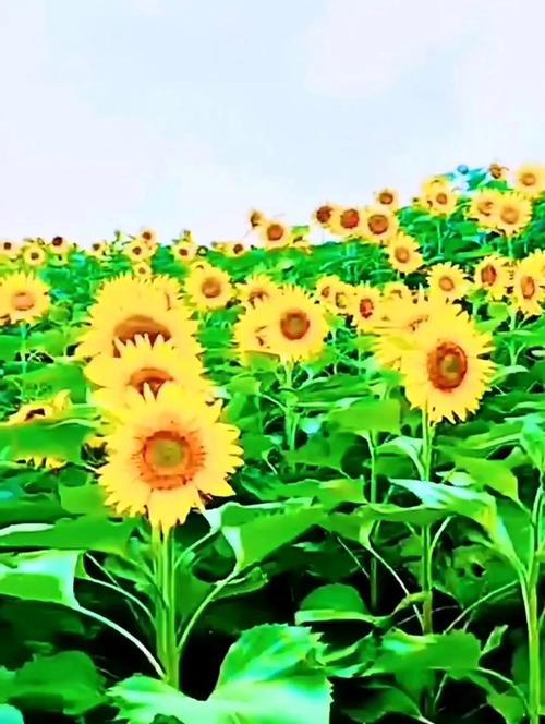 以向日葵的花语展开梦想之旅（用向日葵的花语诠释梦想的力量）