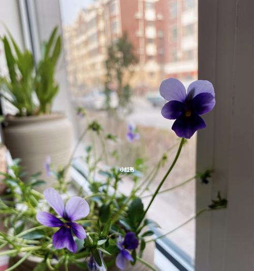 温暖花语——以向日葵为主题的花语文章（向日葵花语的深刻内涵与人生启示）