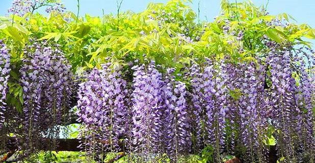 紫藤树适合在哪里种植（紫藤树种植方法和注意事项）
