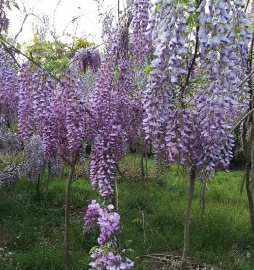 紫藤树适合在哪里种植（紫藤树种植方法和注意事项）