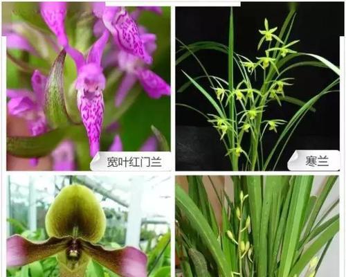 好看的兰花品种有哪些（盘点六种好看又好养的兰花）