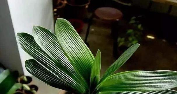 君子兰开花后的茎怎么处理（详解君子兰开花后的处理方式）