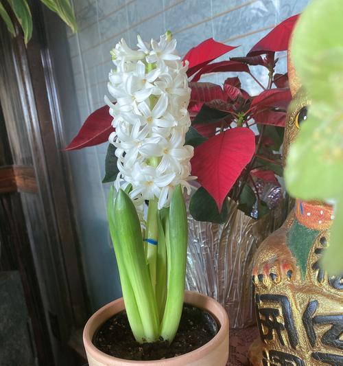 风信子水培的养殖方法（打造美丽花坛）