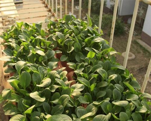 菠菜如何播种（菠菜的正确种植方法）
