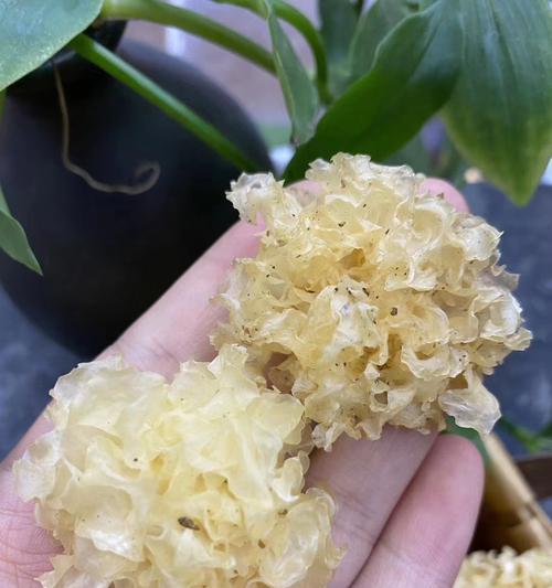 银耳怎么种植出来的（银耳种植方法和管理）