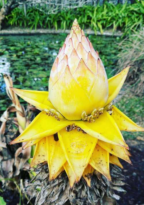 地涌金莲怎么种植（地涌金莲种植方法和时间）