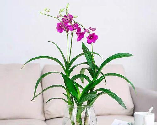 石斛兰怎么种植（家养石斛兰最简单方法）