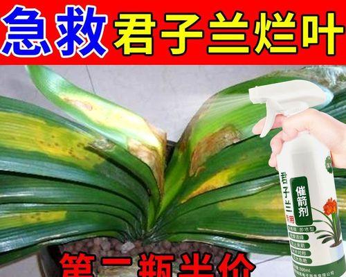 君子兰如何快速生根（教你君子兰生根最快方法）
