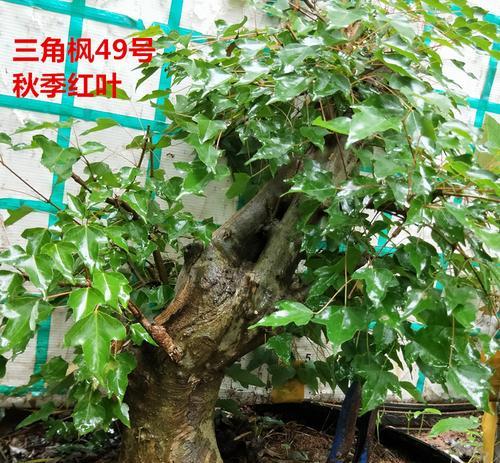三角枫盆景怎么养（详解三角枫盆景养护技巧）