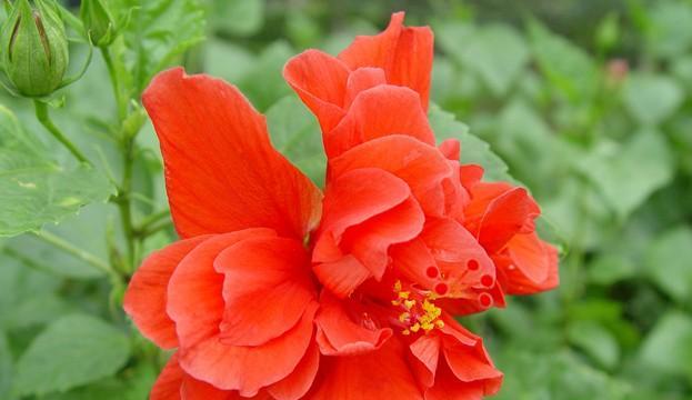 扶桑花怎么养栽培技术（盆栽扶桑花的养护小窍门）