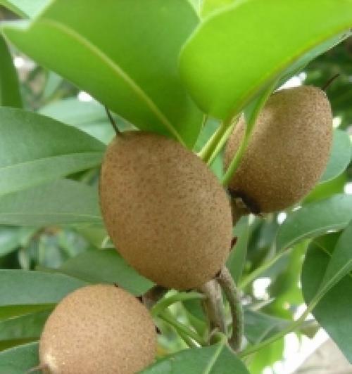 人心果怎样种才多果实（人心果种植技术与管理）
