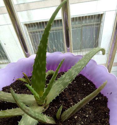 夏天芦荟怎么浇水（夏天养芦荟浇水的正确方法）