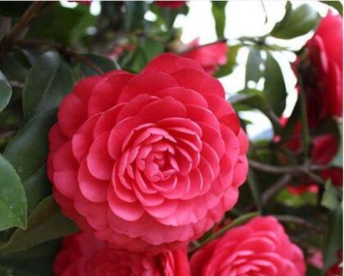 茶花怎么养才能更旺盛（山茶花养殖方法与技巧）