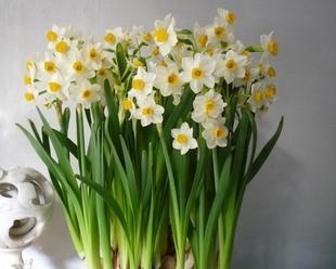 水仙花怎样水培（水仙花的水培养殖方法）