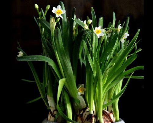 水仙花怎样水培（水仙花的水培养殖方法）