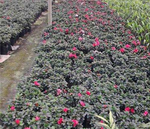 毛鹃种植方法是什么（种植毛鹃的管理与技巧）