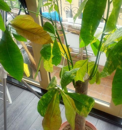 发财树叶子发黄了怎么补救（发财树叶子发黄脱落补救办法）