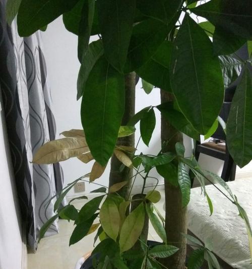 发财树叶子发黄了怎么补救（发财树叶子发黄脱落补救办法）