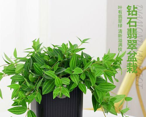 翡翠吊兰怎么养才能更旺盛（描述翡翠吊兰的养殖技巧）