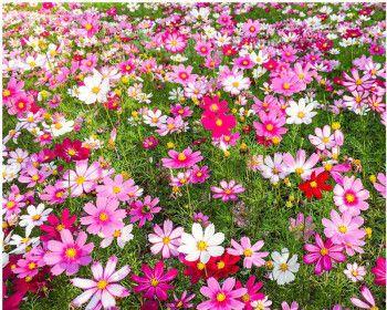夏天开的花大全（有关夏天常见的花介绍）