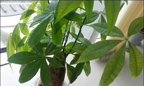 发财树怎么养才能茂盛（发财树养植方法与技巧）