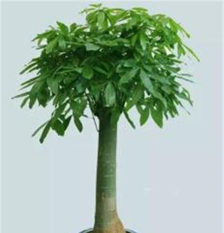 发财树怎么养才能茂盛（发财树养植方法与技巧）