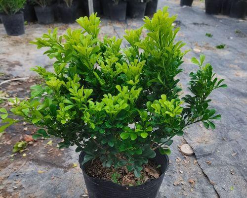 什么花在夏天开花（盘点10种代表夏天的花）