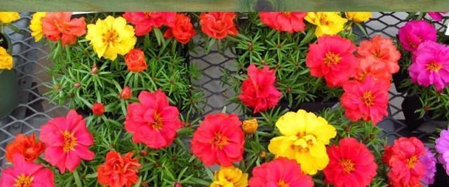 什么花在夏天开花（盘点10种代表夏天的花）