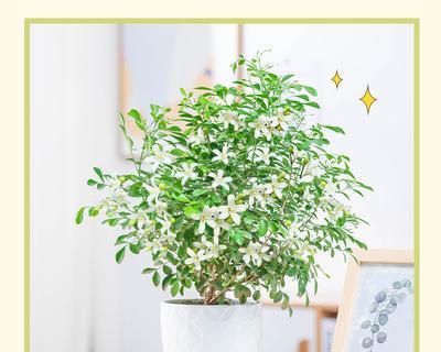 九里香夏天怎么养（详解九里香养护要点）
