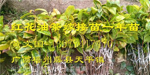 油茶种植栽培技术（种植油茶树的管理要点）