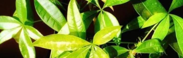 发财树叶子下垂怎么处理（教你发财树养护技巧）