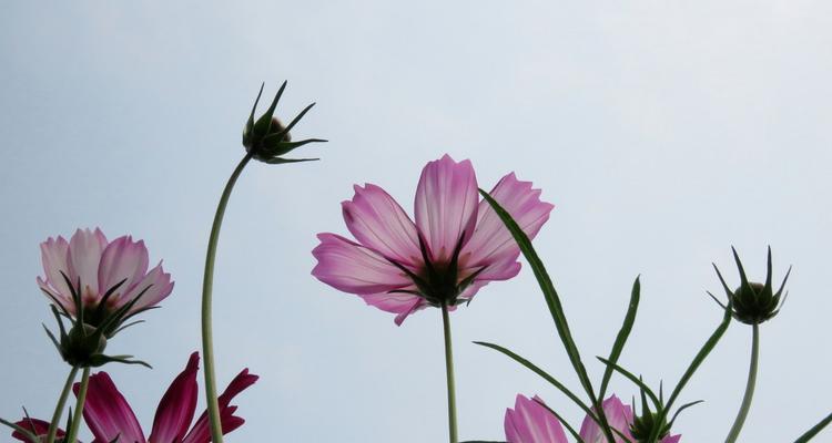 格桑花花期多久时间（格桑花种植方法和时间）