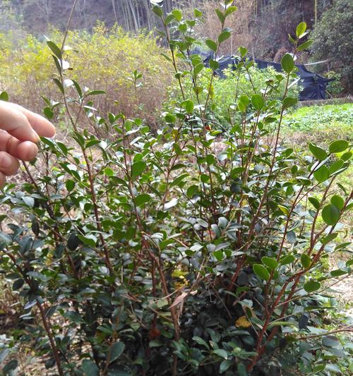 油茶怎样种植（油茶种植管理技术要点）