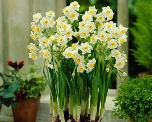 水仙花用什么土栽好（教你正确养殖水仙花）