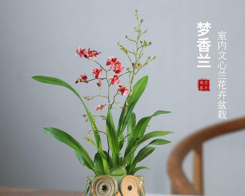 家庭如何养好兰花（家里养兰花的正确方法讲解）
