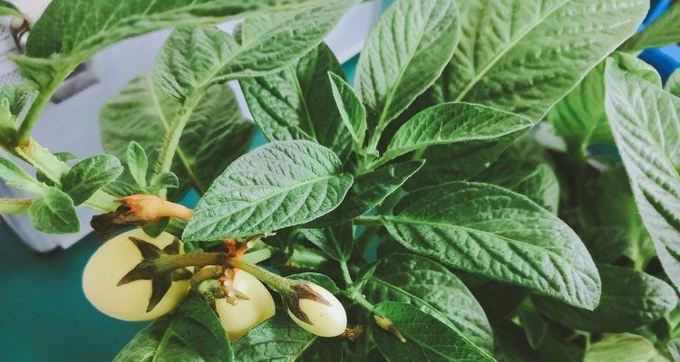 人参果什么时候种植（人参果种植条件与技术）