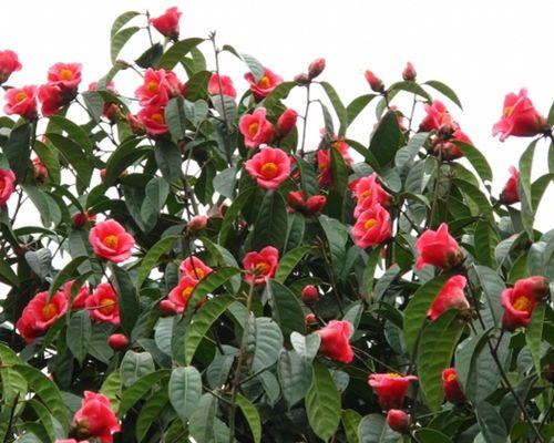 油茶种子怎么种植（详解油茶种子育苗技术）