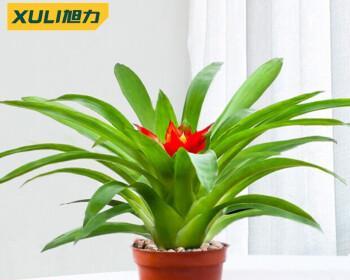 凤梨花苗怎么养（凤梨花的种植与管理）
