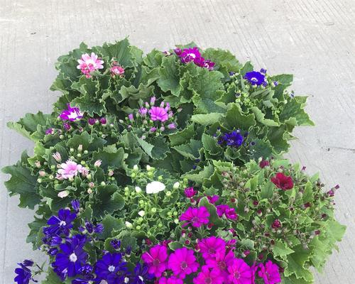 瓜叶菊一年开几次花（瓜叶菊的养护小妙招）