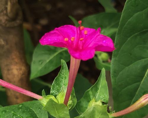 紫茉莉什么时候开花（观赏紫茉莉花期简介）