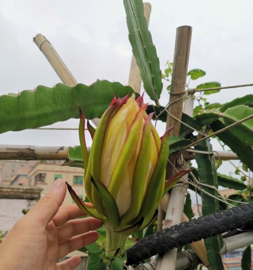 火龙果夏天怎么种植（火龙果的种植技术和方法）