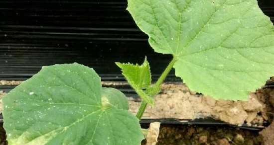 黄瓜怎样种植和管理（黄瓜的种植方法和时间）
