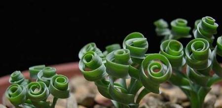弹簧草怎么养（弹簧草的养殖方法讲解）