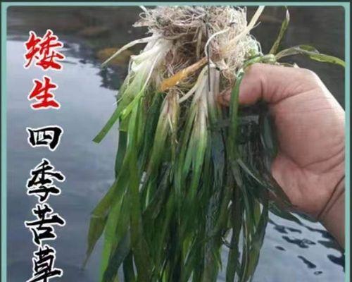苦草怎么种植（苦草的养殖方法与管理）